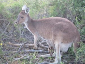 Baby Kangaroo into Mother's Pouch 