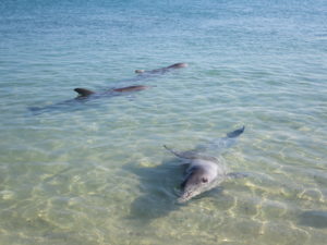 Dolphins at Monkey Mia