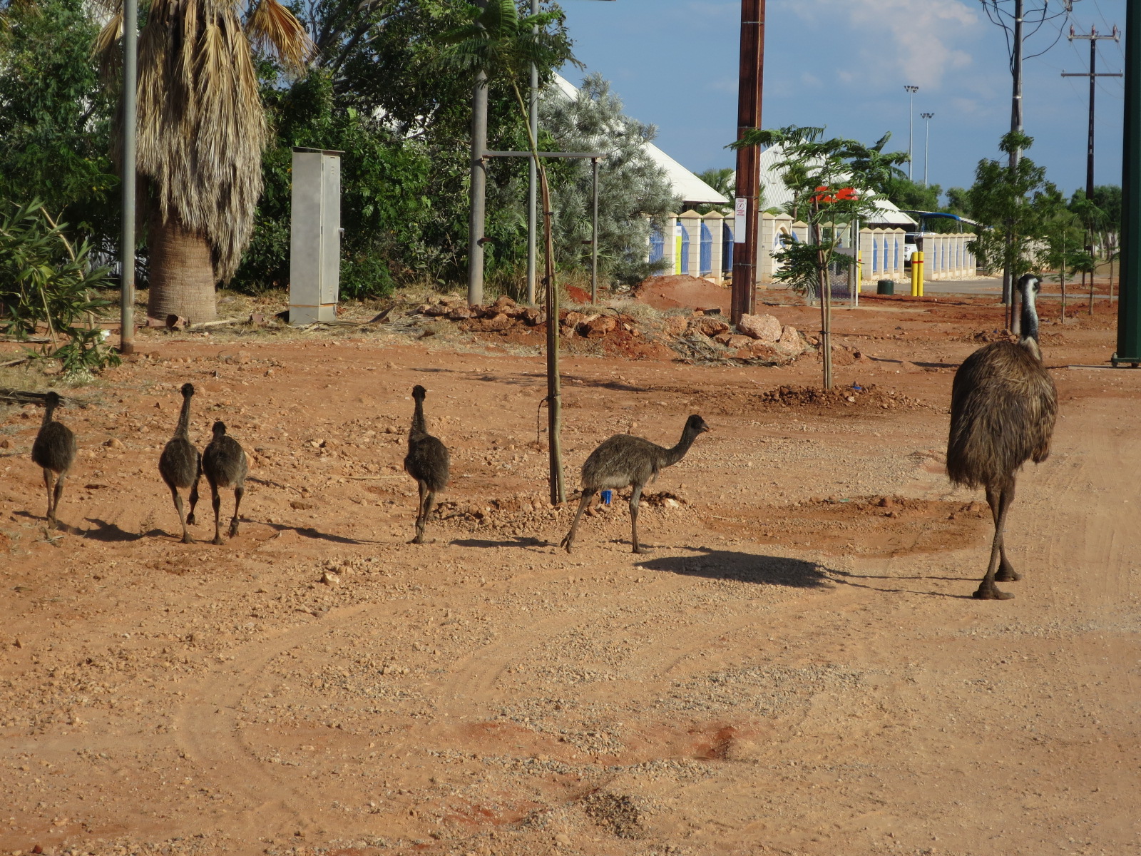 Emu at Exmouth