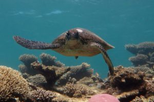 Turtle at Coral Bay